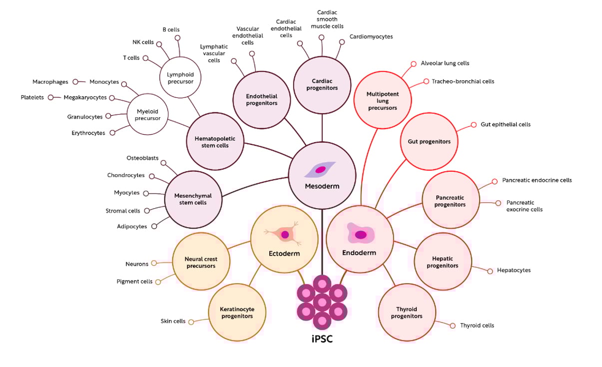 iPSC-organ-cell-system-modeling