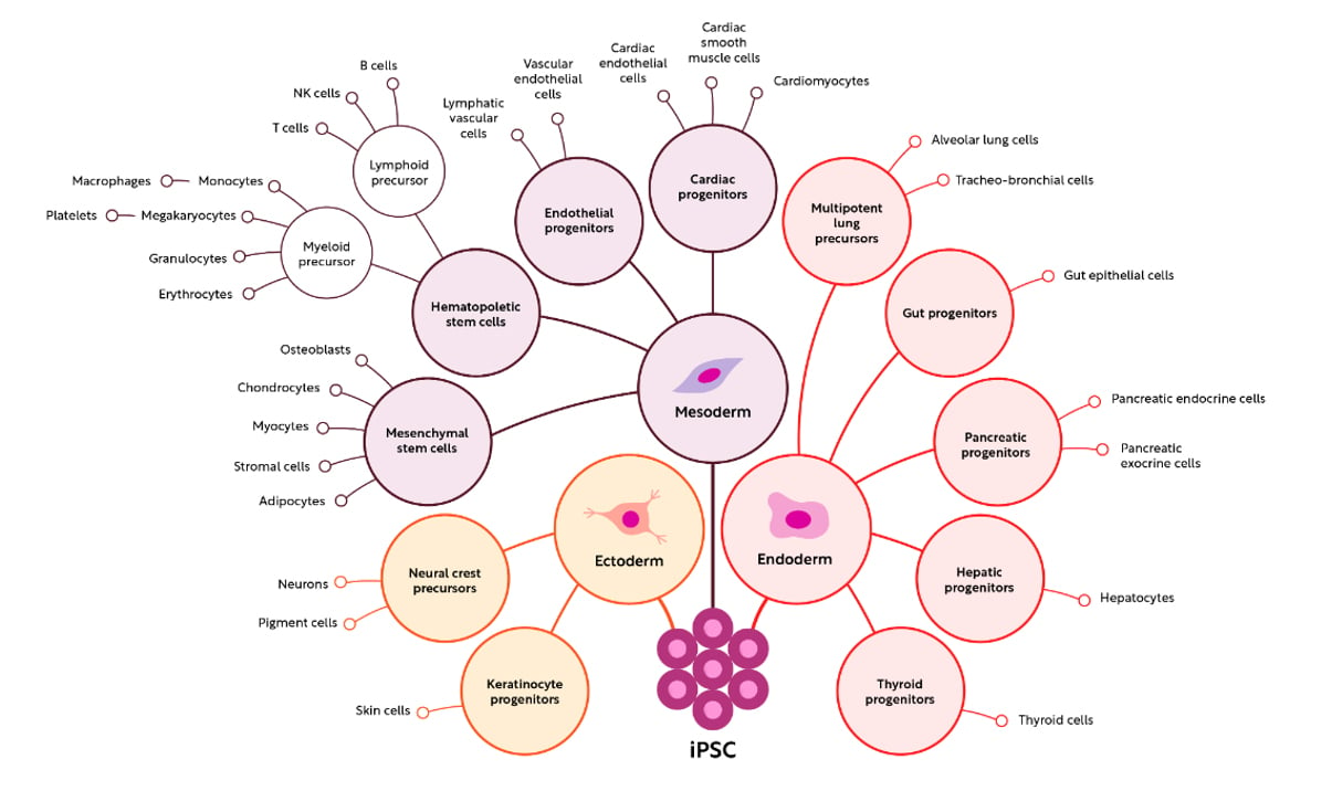 iPSC-organ-cell-system-modeling