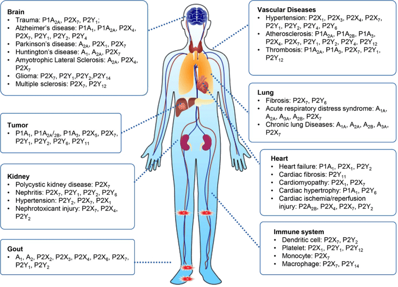uric-acid-signaling